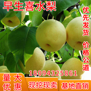 果树苗直销 早生喜水梨树苗 嫁接梨苗梨子苗庭院地栽南方北方种植
