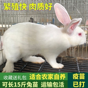 家养兔子活物大型肉兔兔苗小白兔活物比利时种兔月月兔新西兰宠物