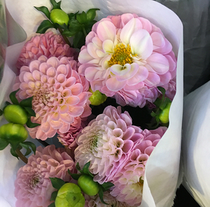 荷兰进口大丽花 鲜花鲜切花送人自用鲜花速递上海包邮一扎10枝