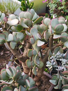 轮回花月厚叶蓝鸟多肉老桩植物唐朝多肉阳台客厅绿植花卉观赏盆景