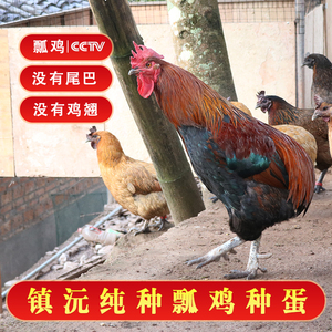 镇沅瓢鸡种蛋受精蛋纯种可孵化无尾鸡无量山散养飘鸡毛脚乌骨鸡肉