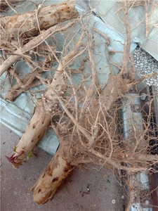 现挖蓖麻树根 新鲜草药 山草药 药根红蓖麻根纯树根 可切片晒干