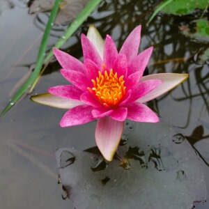 小型睡莲紫珍妮