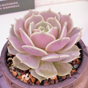 露娜莲多肉植物粉色大株多肉易爆盆萌肉肉办公室创意盆栽花卉绿植