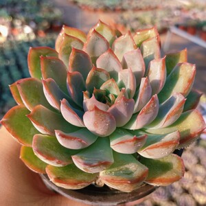 红粉女郎多肉植物莲花座大单头景天大尺寸肉肉好养好看皮实