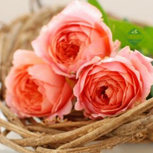 老园丁月季园 当归(灌木) 日本多头丰花月季花苗强香浓香盆栽抗病