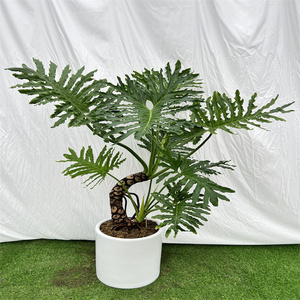 鸿信春羽龙鳞杆老桩室内大小盆栽一物一拍水培绿植吸甲醛自产自销