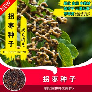 拐枣种子万寿果种籽万子梨鸡爪连金钩梨拐枣儿鸡爪子龙爪果树种子