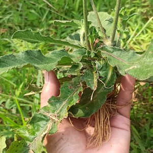 农家地胆头地斩头草鞋根红花地胆头全草新鲜苦地胆坐地娘丁茄夫