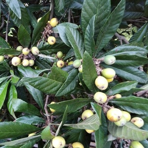 湖南水果白玉枇杷现摘农家新鲜土枇杷果白肉枇杷果5斤白沙琵琶果