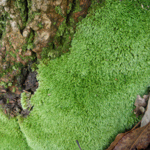 野生现采鲜活青苔 盆景铺面苔藓 微型植物盆栽 假山微景观diy植物