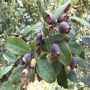 广东阳春野生桃金娘干货捻子果山念子干山稔子干泡酒炖汤多用途