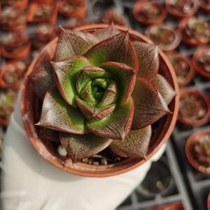 大和锦多肉大老桩