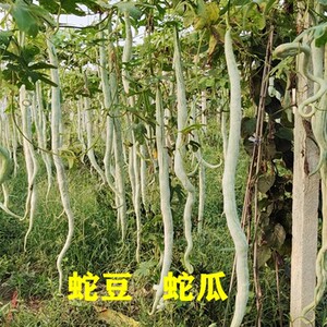 清香蛇豆苗蛇瓜秧蔬菜幼苗盆栽四季种子阳台长豆角庭院种植爬藤瓜