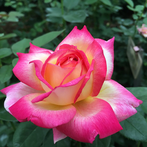 【卓昂严选】彩云 国月大花红色抗病耐热直立可切花月季盆栽花苗