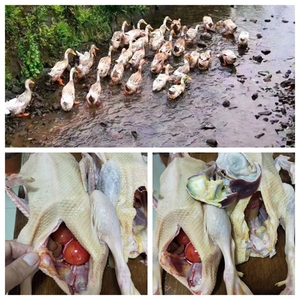 散养柴鸭农村土鸭新鲜老鸭肉整只顺丰包邮送野生天麻或野生党参