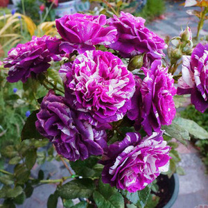 【芬芳宝石】春季阳台紫色条纹月季窗台欧月容易养殖勤花庭院美观