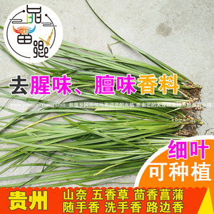 随手香三奈山赖茴香菖蒲牛肉香料连根发货种植苗圃种苗1人付款21