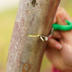 环割刀果树桃树蜜柚剥皮刀荔枝柑橘柚子枣树新型环剥器专用剥树皮