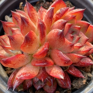 多肉 篝火 一物一拍 精品篝火群生韩国进口多肉植物