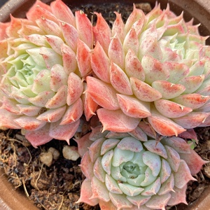 仙桃 西府海棠多肉 朱砂痣 多肉植物 一物一拍 阳光雨露多肉