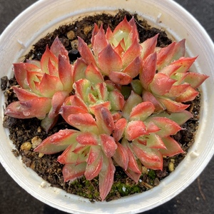 吉赛尔多肉 吉赛尔多头群生 一物一拍 东云系多肉植物