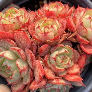 多肉 爱火 一物一拍 爱火多头群生多肉植物 阳光雨露多肉