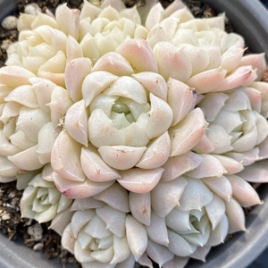 白月影杂 多肉植物 一物一拍