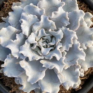 白饺子皮 芭蕾舞者 一物一拍 控养多肉植物精品景天