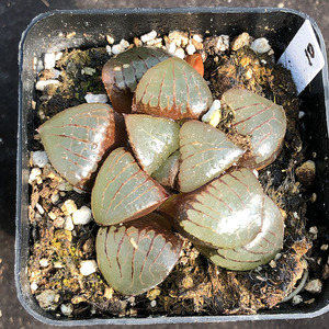 日月潭  十二卷多肉植物  一物一拍