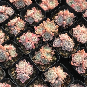 海琳娜多肉 海琳娜群生 海滨格瑞 财路 多肉植物 一物一拍
