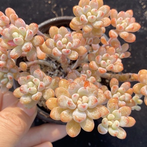 多肉粉豆绿豆蓝豆多肉植物一物一拍