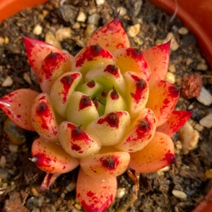 万圣夜多肉 一物一拍 稀有东云系多肉植物万圣夜