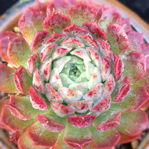 一物一拍仙桃西府海棠朱砂痣多肉植物稀有贵货控养老桩大棚实拍