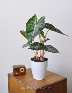 physis粉龙海芋ins网红室内绿植物热带雨林盆栽