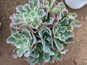 蓝狐包菜多肉植物群生大群