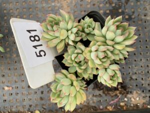 雨和张多肉植物女雏群生 多头 一物一拍新手肉肉室内花卉组合盆栽