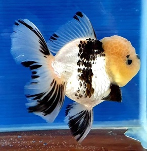 百褶泰狮苗黑白三色原泰f1泰狮苗活体金鱼兰寿淡水冷水鱼观赏鱼苗