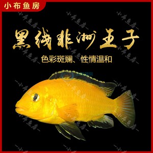 三湖慈鲷马鲷活体 蓝阿里非洲王子热带鱼活体小型淡水观赏鱼包邮