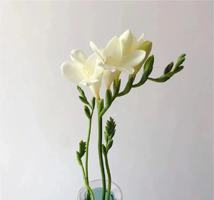 香雪兰鲜切花办公室家庭瓶插花束花艺婚礼节日比赛装饰花束小苍兰