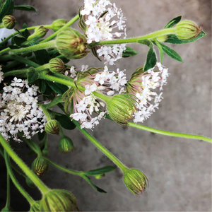 翠珠鲜切花韩式小清新系列瓶插花艺花束婚庆手捧花材顺丰空运直达