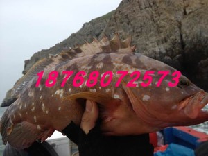好新鲜好品种野生红石斑鱼每条1斤到2斤之间精选选大1斤价包运