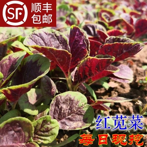 顺丰新鲜红汉菜红新鲜红苋菜蒜蓉汗菜农家菜红叶菜时令蔬菜2-3包