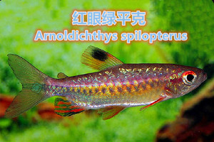 红眼绿平克 非洲尼日利亚 进口野生鱼 包损/不包邮 @【tj水族社】