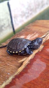 2021欧泽龟苗自家产物欧洲泽龟 cb欧泽苗冷水苗冬眠