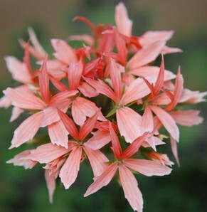 新新花园 枫叶天竺葵 f30鲑鱼红四季花 办公室绿植 阳台花卉