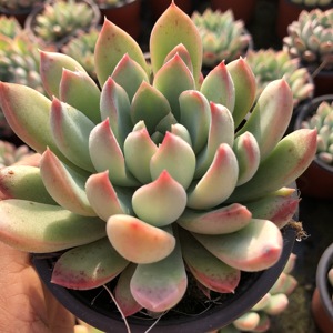 万达斯国王 9厘米盆带盆土发 多肉植物 办公室盆栽绿植 新手肉肉