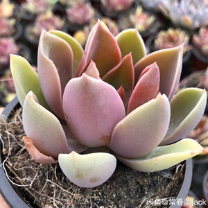 常春藤园艺 太妃糖稀有品种 多肉植物易成老桩群生 庭院阳台花卉