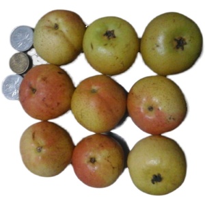 东北野生小山梨-开原当地花盖梨小酸梨孕妇最爱特酸味道正12.58一