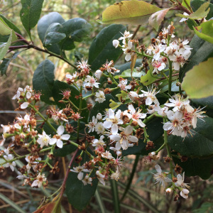 春花车轮梅庭院绿化绿植树苗 四季常绿石斑木苗当年开花阳台盆栽